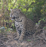 Jaguar seeks prey