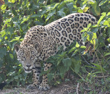 Jaguar stalks
