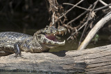 Caiman