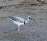 IbisBill