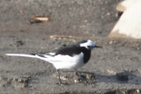 White Wagtail