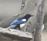 Black-bellied Magpie