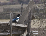 Black-bellied Magpie