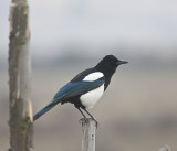 Black-bellied Magpie