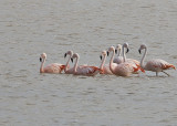 Chilean Flamingos