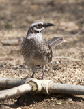 Long-tailed Mockingbird