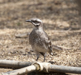 Long-tailed Mockingbird