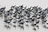 Black-necked Stilts