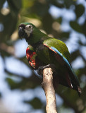 Chestnut-fronted Macaw