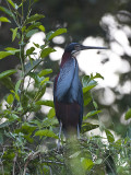 Agami Heron