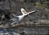 Pelican takes to flight