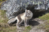 Arctic Fox