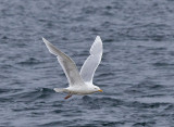 Ivory Gull