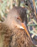 Clapper Rail