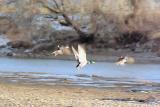 Blurry Duck Shot