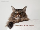 WEB-2011_9181303-tekst-02.JPG