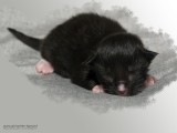 Little Q - 2 days young