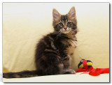 Panter 10 weeks