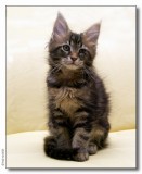 Panter 10 weeks