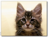 Panter 10 weeks