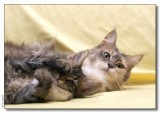 Panter 10 weeks