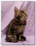 Panter 11 weeks