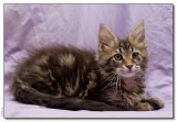 Panter 11 weeks
