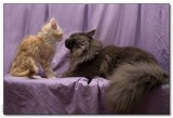 Diamond and Crash