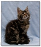 Panter 12 weeks_1122748