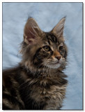 Panter 12 weeks_1122749