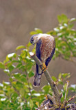 Coopers Hawk.jpg