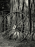 Redwoods and the Wagon Wheel.jpg