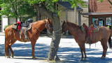 Horses hitched in shade.jpg
