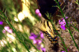 Butterfly in motion.jpg