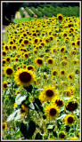 Sunflower Sunday.jpg