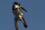 Pied Kingfisher<br/>Elsterneisvogel