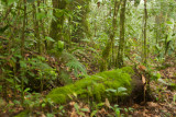 La Cumbre Esta Cubierta de Espesa Vegetacion