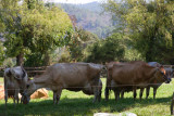 Vacas Lecheras
