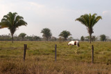 Paisaje de la Campia del Municipio