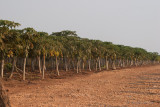 Plantacion de Papaya Proxima a la Cabecera