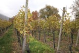 Plantaciones de Uva Cercanas a Twan