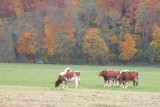 Granja de Crianza de Ganado Vacuno Cerca de Erlach