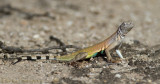 Zebra-tailed Lizard