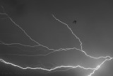 Lightning Bat
