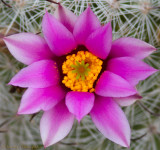 Fishhook Cactus Blossom
