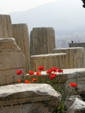 Coquelicots sur fond de colonnes