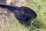 Petit tetard de crapaud de 1 mois -Toad tadpole one month old