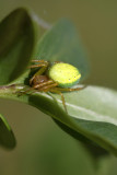 Thomise citronn (Araignee crabe) - this crab spider looks like a little lemon