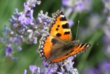 Petite tortue ailes deployees - Small Tortoiseshell butterfly