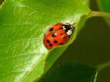 Coccinelle - Lady bug